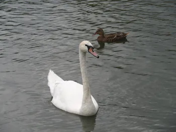 Kolding (Denemarken)